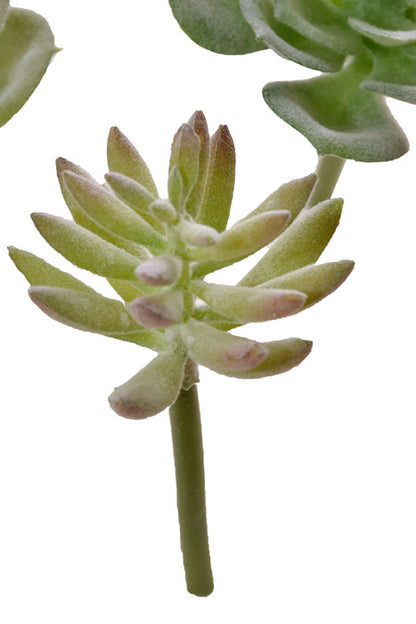7" Succulent Assortment Green