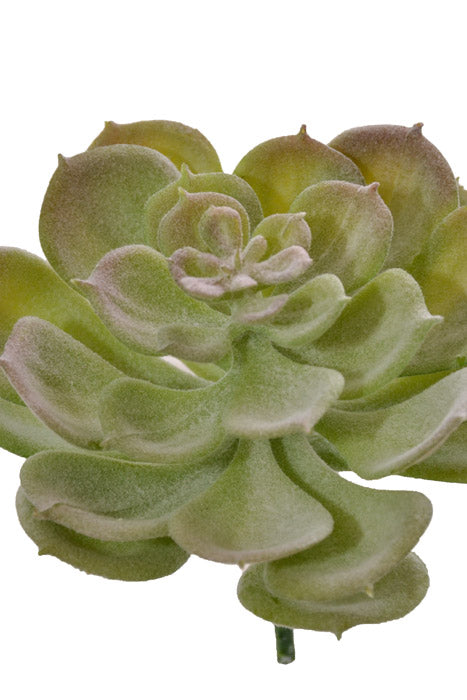 7" Succulent Assortment Green