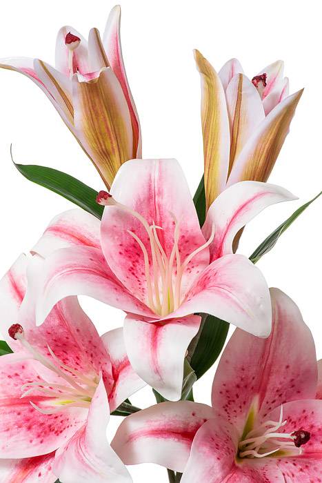 35" Silk Rubrum Lily Pink