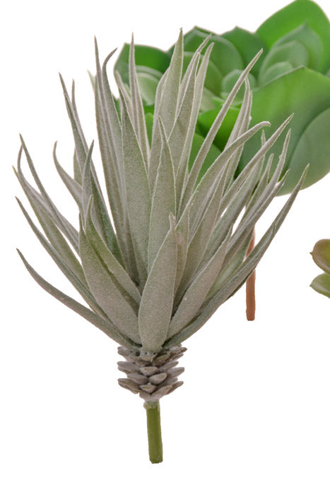 7" Succulent Assortment Green