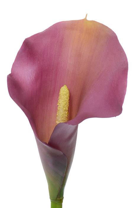 21" Calla Lily Stem Purple