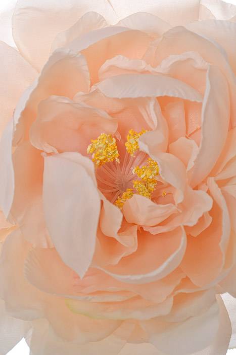 19" Silk Peony Spray Soft Pink