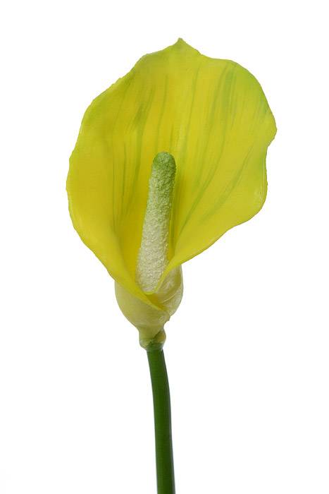 19" Artificial Calla Lily Green