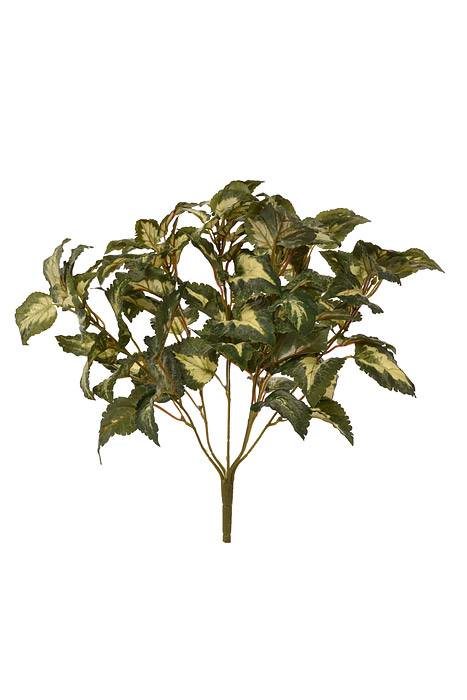 15&quot; Coleus Bush Green/Variegated