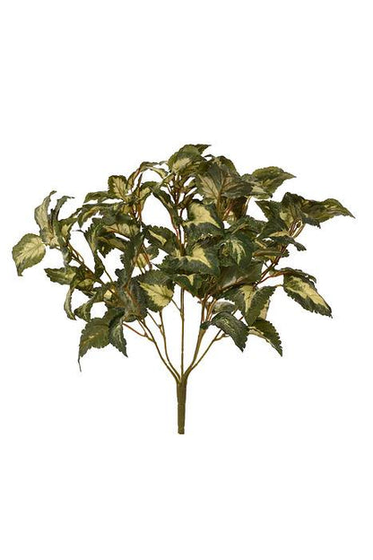 15" Coleus Bush Green/Variegated