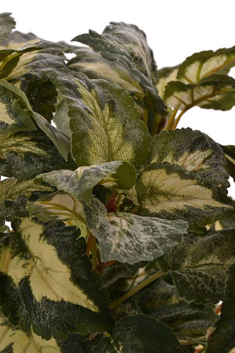 15" Coleus Bush Green/Variegated