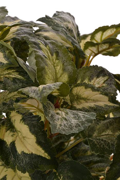 15" Coleus Bush Green/Variegated