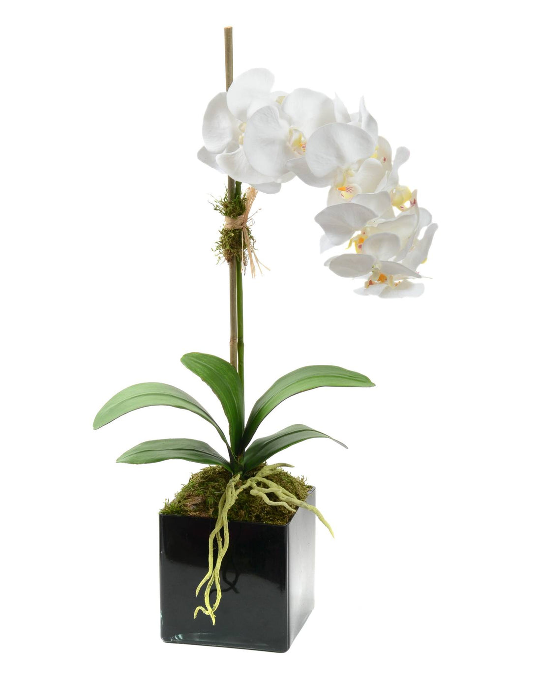White Phalaenopsis X1 Arrangement