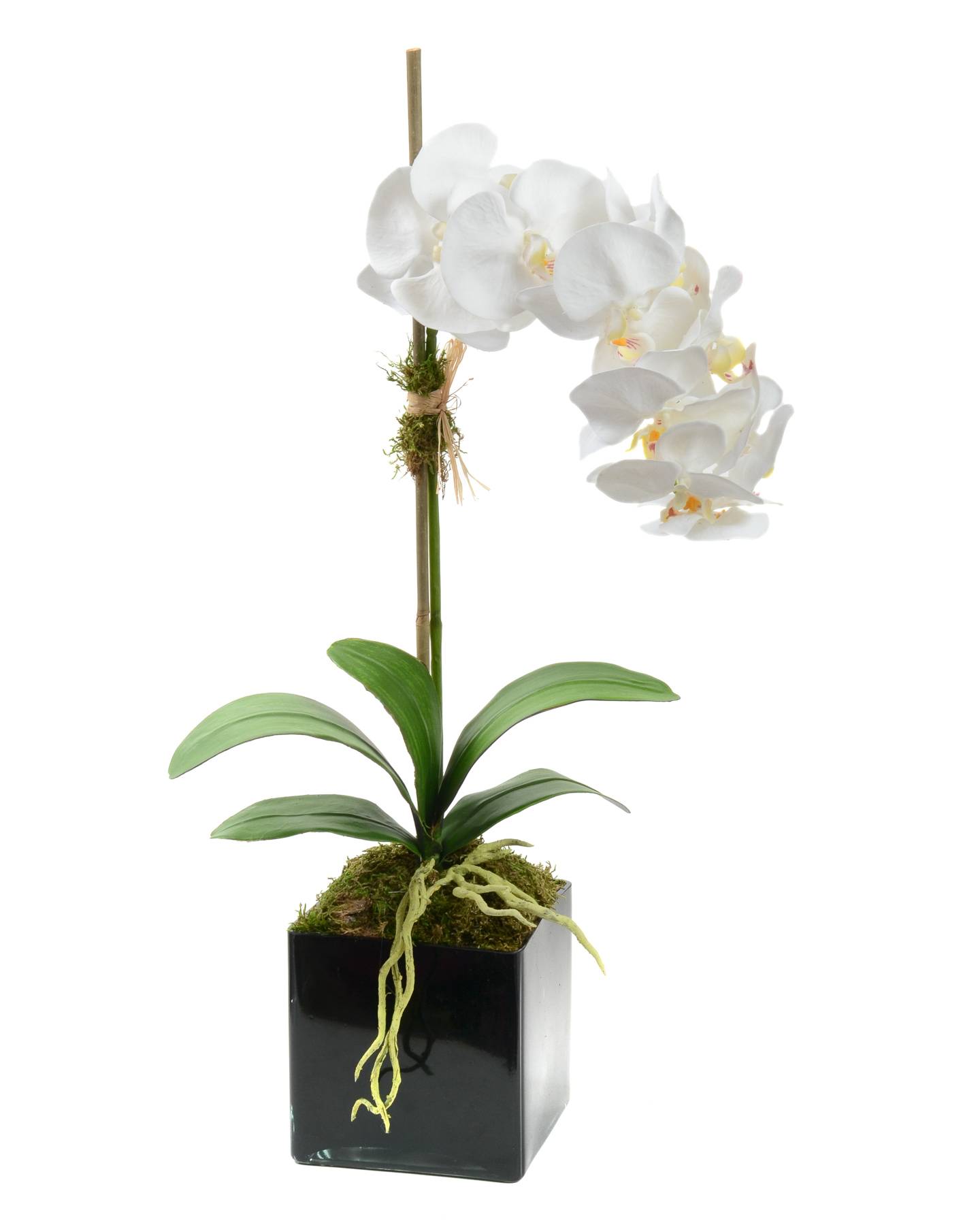 White Phalaenopsis X1 Arrangement