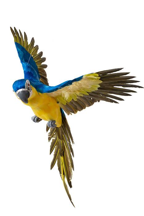 26" Feather Flying Macau Royal Blue/yellow