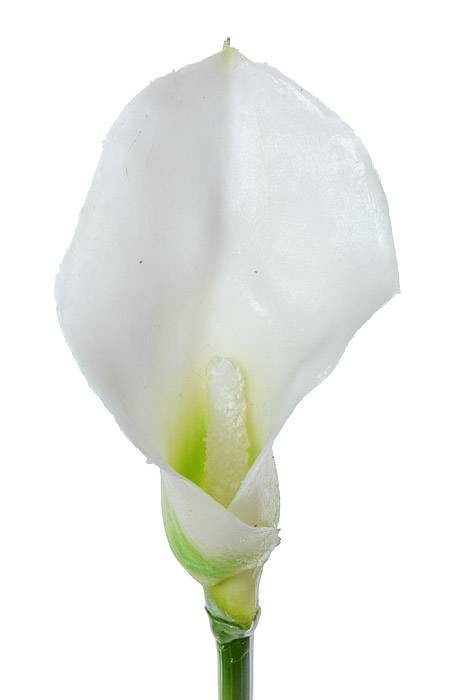 19" Artificial Calla Lily Cream