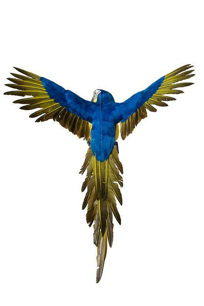 26" Feather Flying Macau Royal Blue/yellow