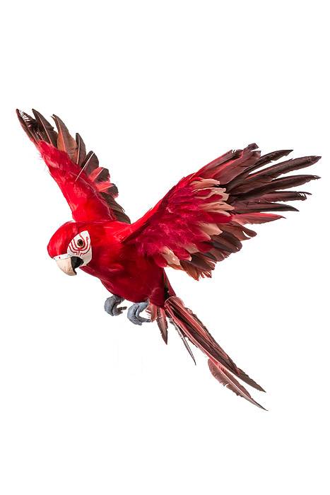 22" Feather Flying Macau Red