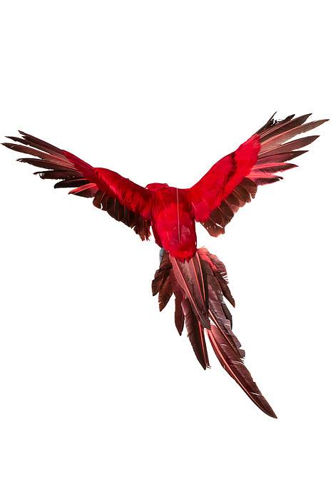 22" Feather Flying Macau Red