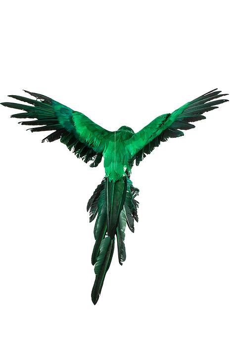 22" Feather Flying Macau Green