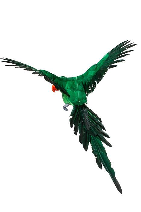 26" Feather Flying Macau Green