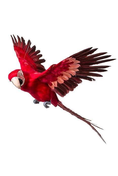 26" Feather Flying Macau Red