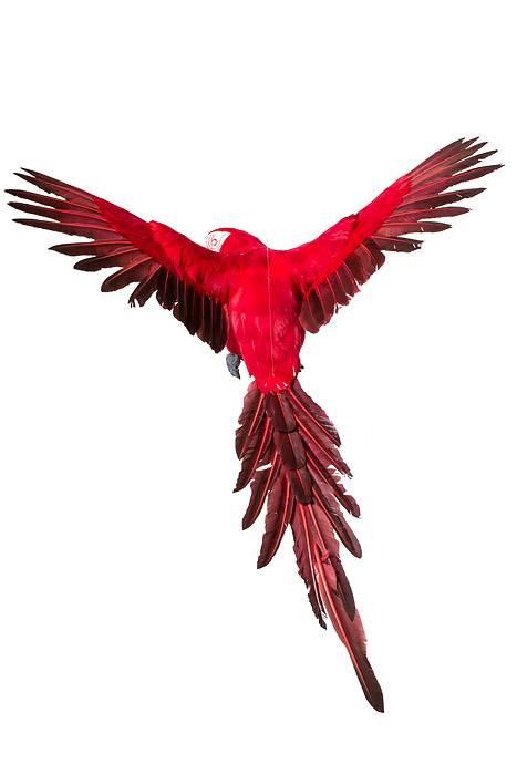 26" Feather Flying Macau Red