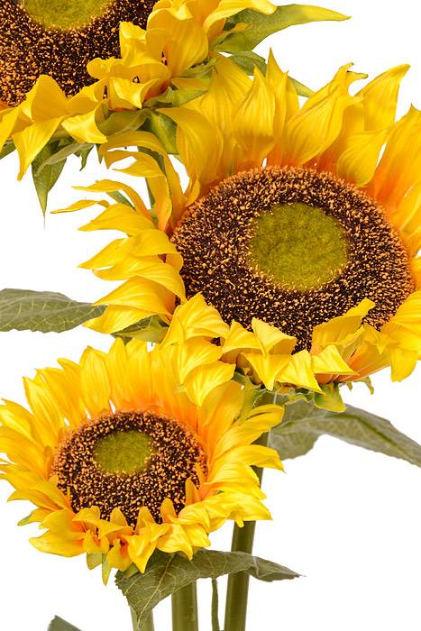 55" Silk Sunflower Stem Yellow