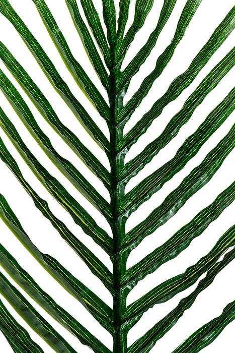 41.5" Areca Palm Green