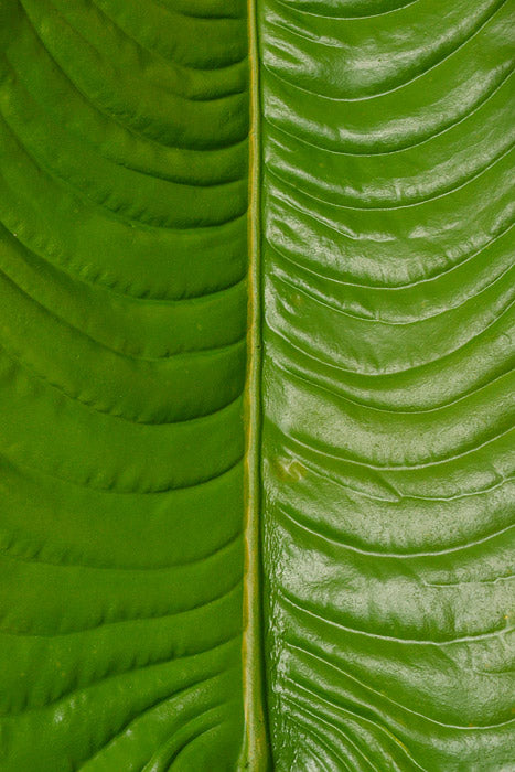 49" Elephant Ear Leaf Spray Green