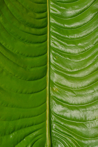49" Elephant Ear Leaf Spray Green