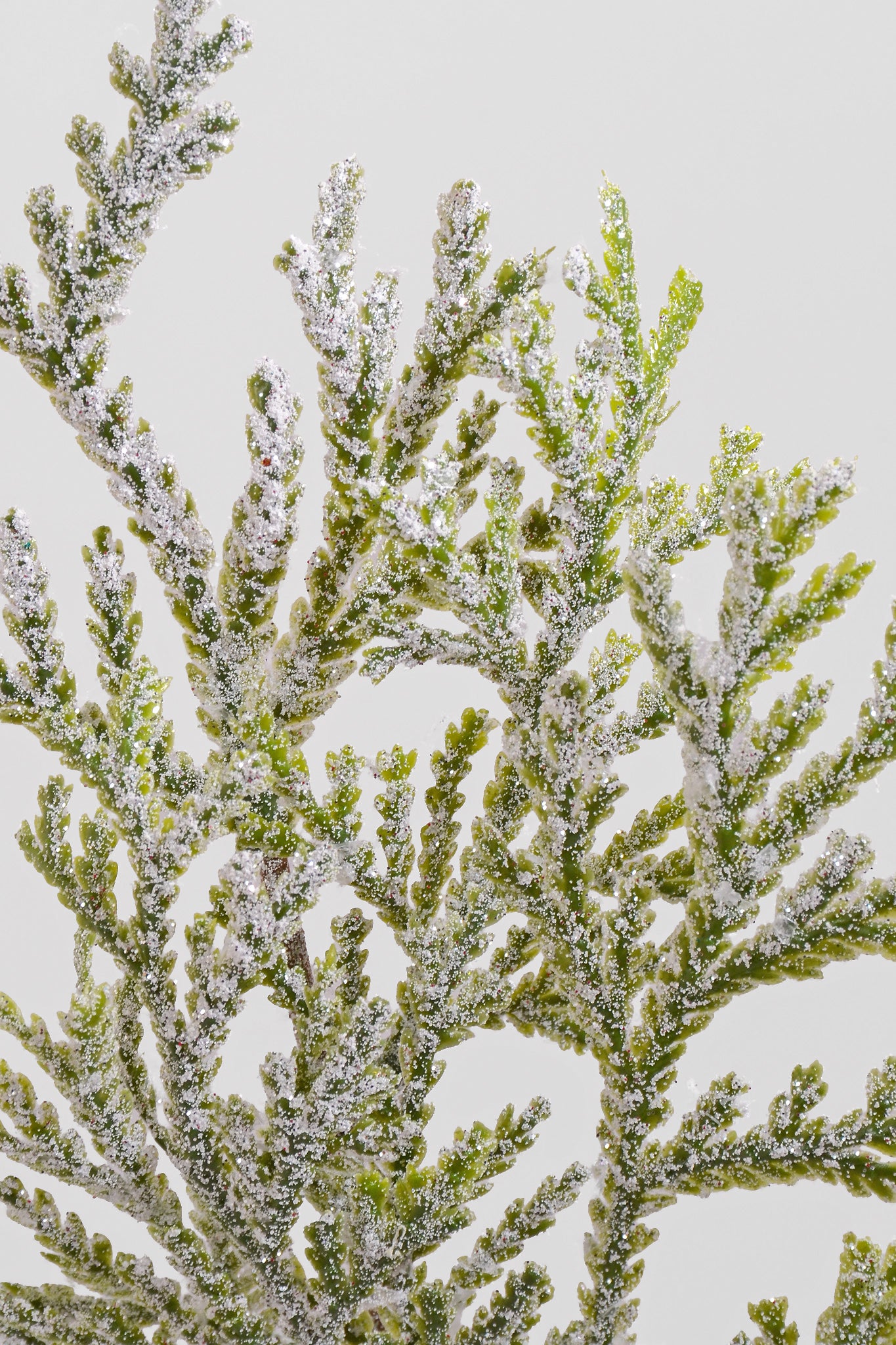 21" Frosted Lycopodium Spray Natural Frost