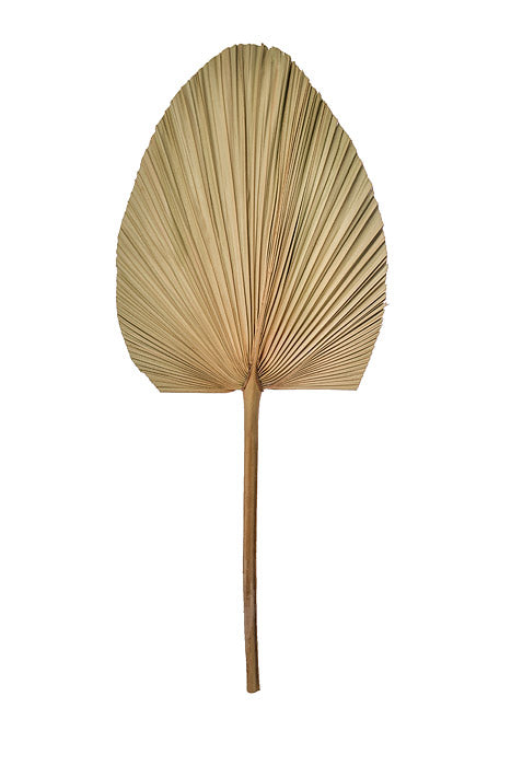 23.50" Dried Palm Leaf Natural Pkg/5