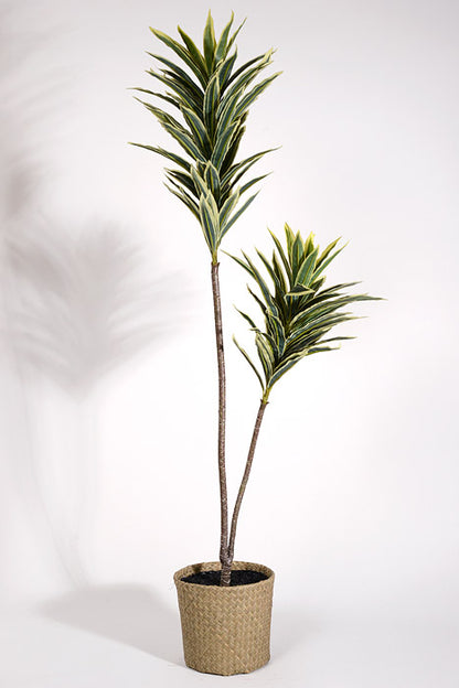44" Artificial Mini Dracaena with Rattan Basket Variegate