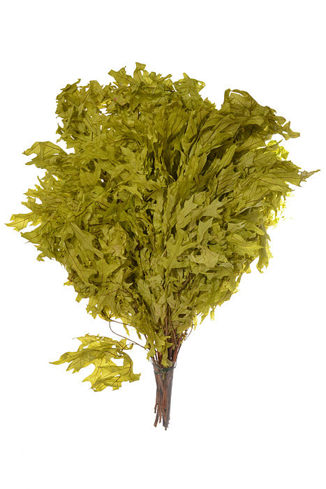 24&quot; Transparent Oak Leaves (Chartreuse) Pkg/1Lb
