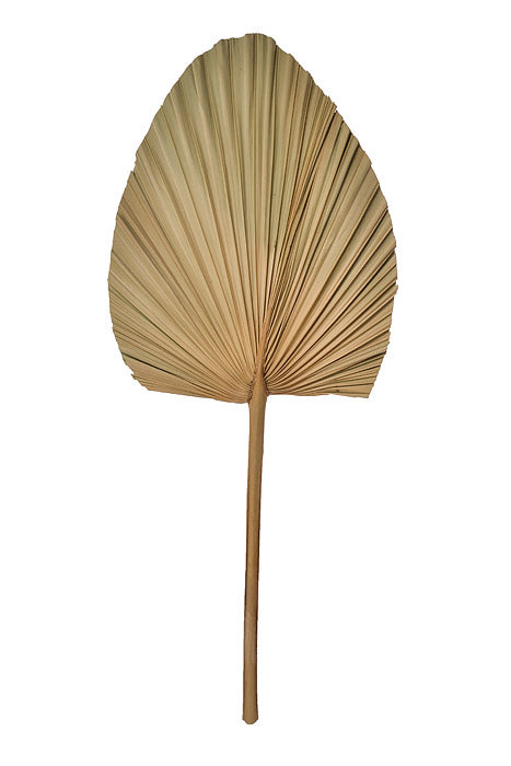 23.50" Dried Palm Leaf Natural Pkg/5