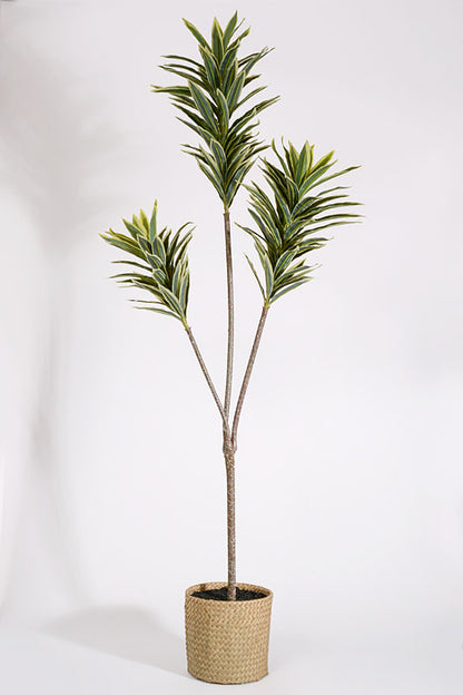 5Ft Artificial Mini Dracaena with Rattan Basket Variegate