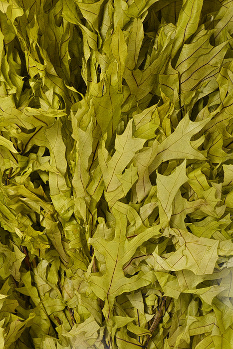 24&quot; Transparent Oak Leaves (Chartreuse) Pkg/1Lb