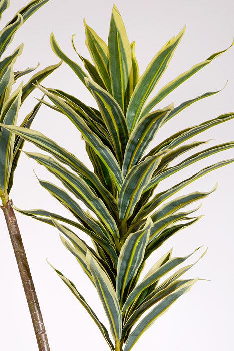 5Ft Artificial Mini Dracaena with Rattan Basket Variegate