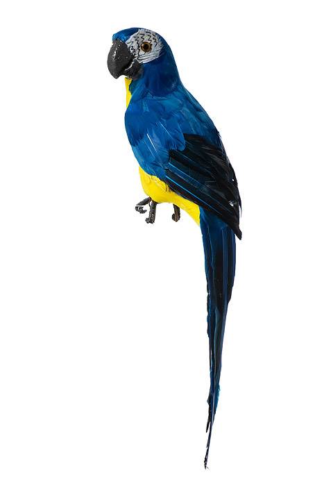17.5" Standing Parrot Royal Blue/yellow