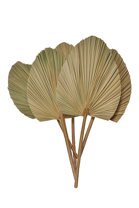 23.50" Dried Palm Leaf Natural Pkg/5