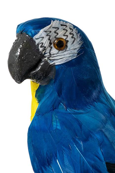 17.5" Standing Parrot Royal Blue/yellow