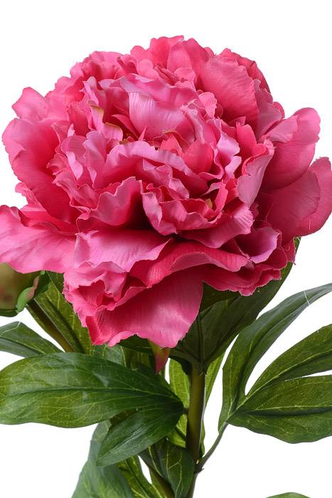29.5" Silk Peony Spray W/bud Fuschia