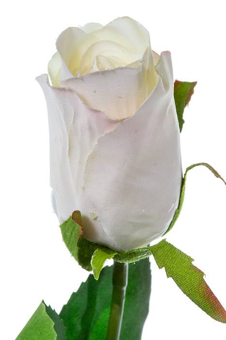 26" Rose Stem Cream