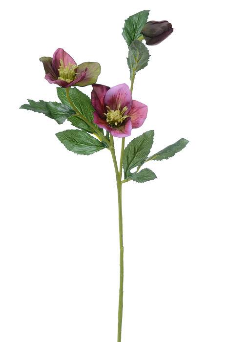 22" Helleborus Spray Violet
