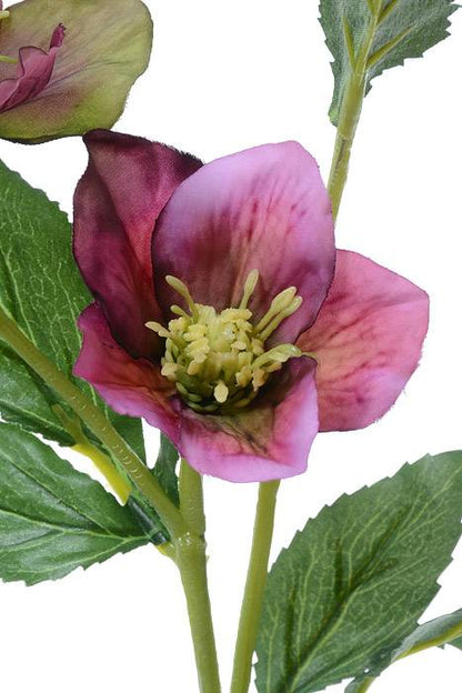22" Helleborus Spray Violet
