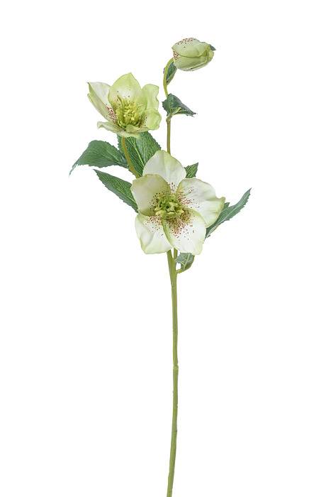 22" Helleborus Spray Cream/Green