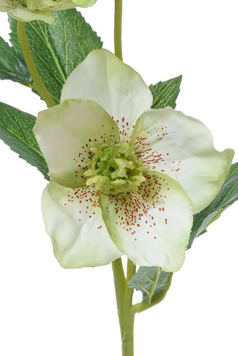 22" Helleborus Spray Cream/Green