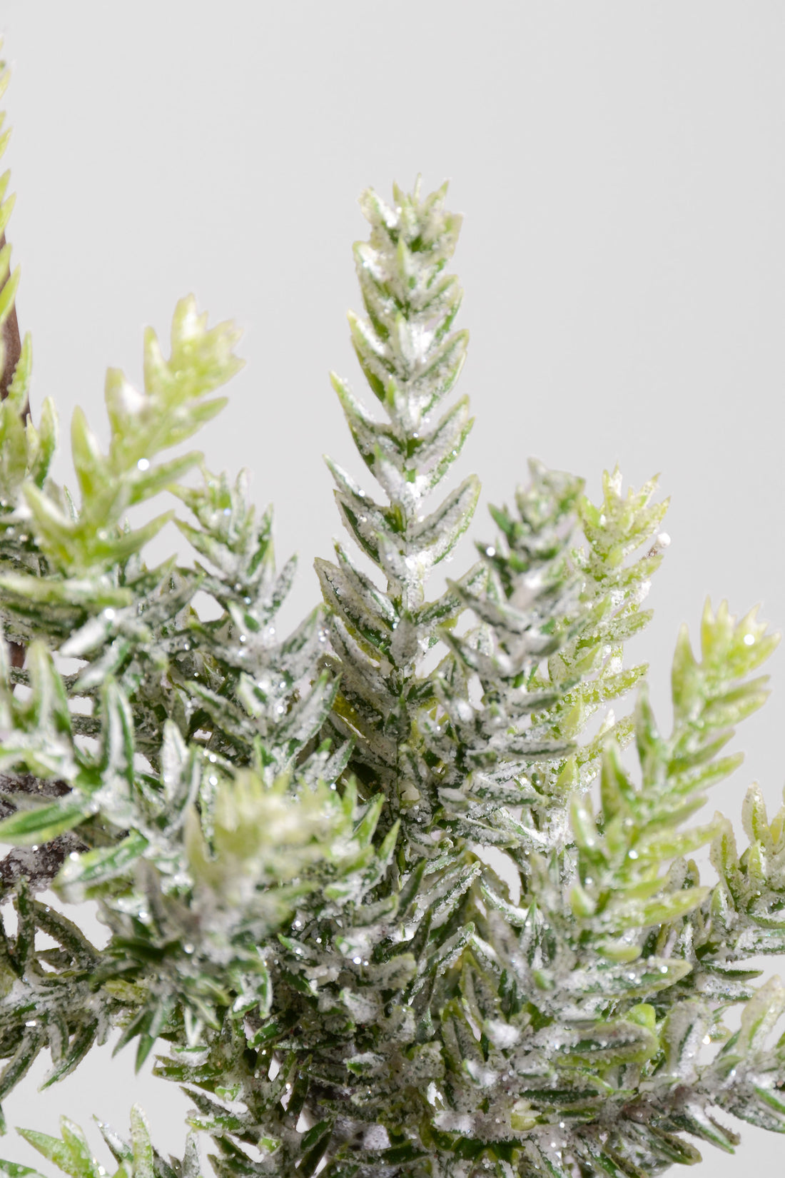 8" Mini Frost Frasier Fir Candle Ring Natural Frost