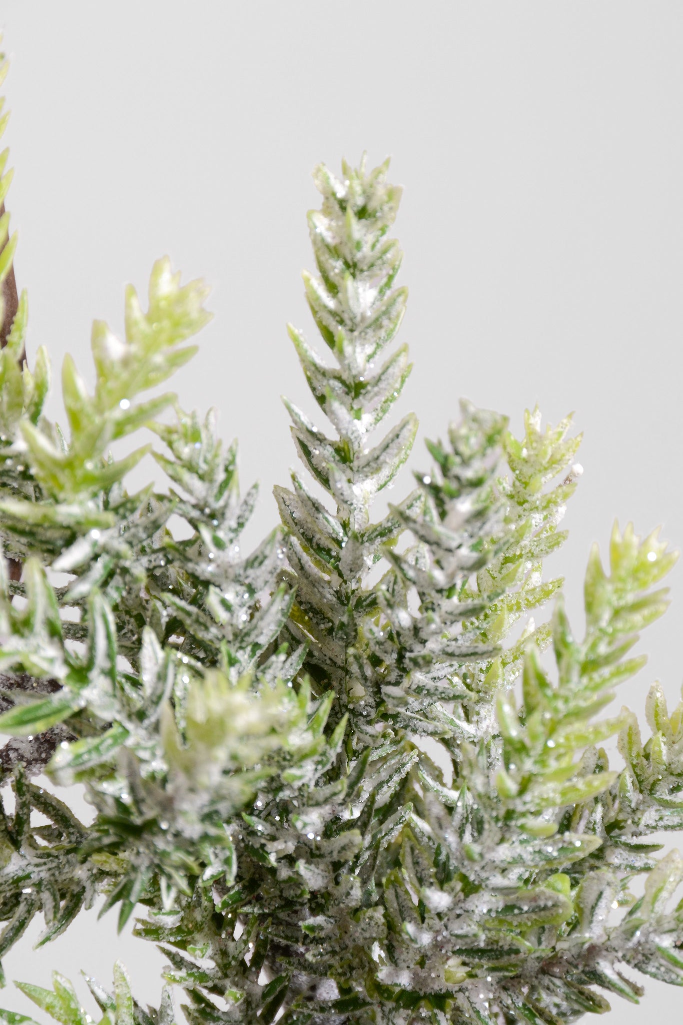 8" Mini Frost Frasier Fir Candle Ring Natural Frost