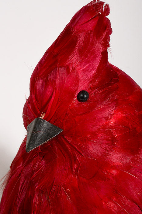 11" Feather Cardinal Red