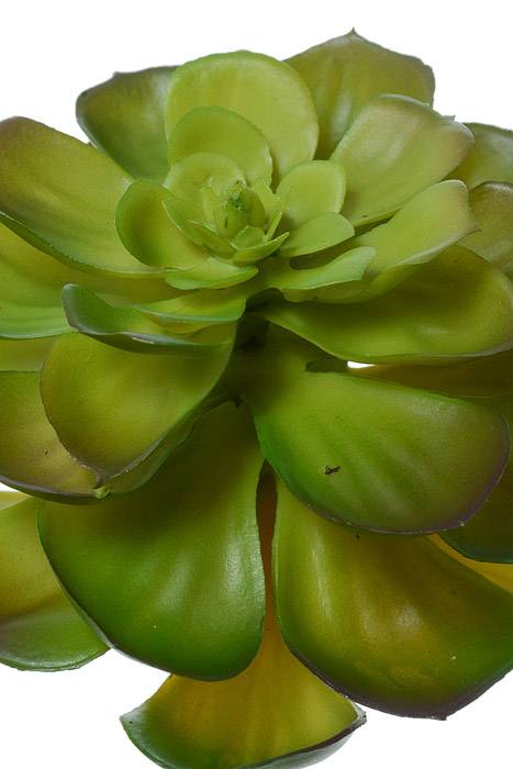 8" Artificial Echeveria Pick Green/burgundy