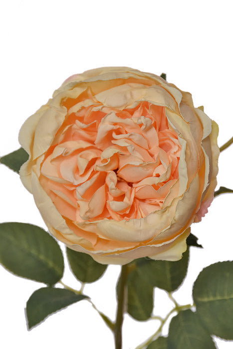 28.5" Silk Cottage Rose Spray Champagne