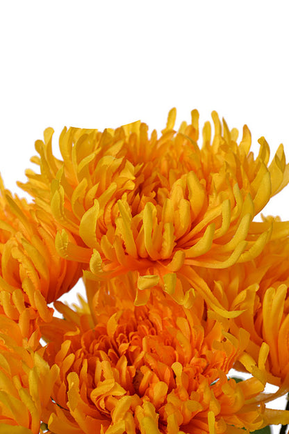 21" Silk Chrysanthemum Bush Yellow