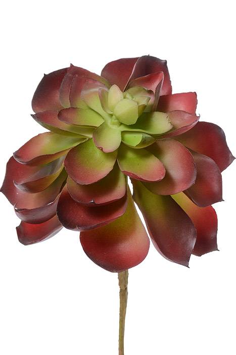 6" Echeveria Pick Burgundy